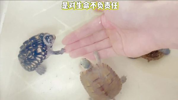 新手买龟如何挑选?买龟不踩坑 4 个重点