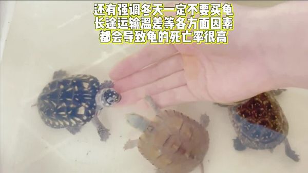 新手买龟如何挑选?买龟不踩坑 4 个重点