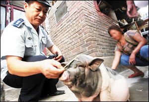 女子买迷你猪做宠物4个月后变肥猪(图)