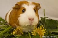 宠物猪：别样的养宠体验