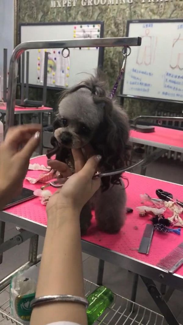 主人带着狗狗美容，做出造型美翻众人，网友看了直呼好漂亮
