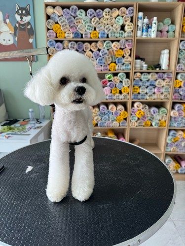 大连宠物美容