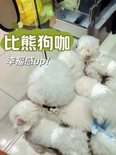 大连新开的狗咖❗真的能呆一下午❗