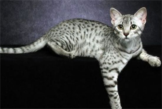 还不会挑选埃及猫？那赶紧来看看吧