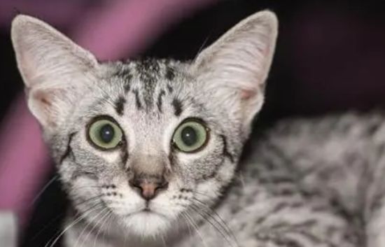 埃及猫价格是多少？想养的来了解下吧