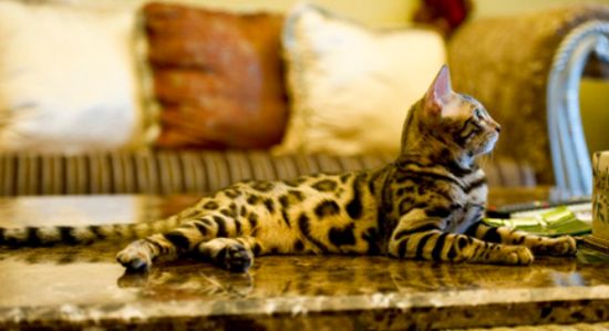 埃及猫多少钱 饲养它需了解哪些