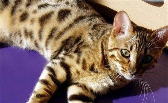 埃及猫怎么看品相？