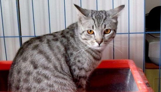 埃及猫多少钱一只？