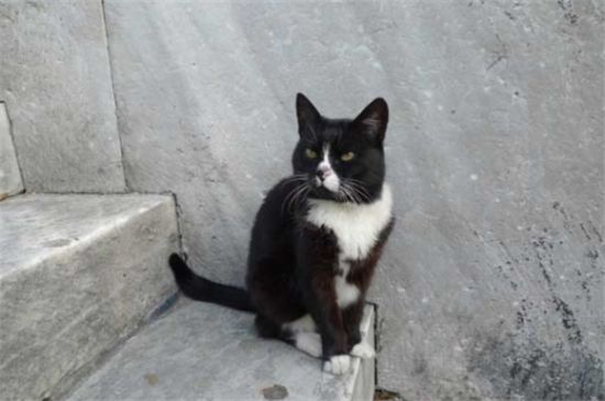 埃及猫外形特征有什么