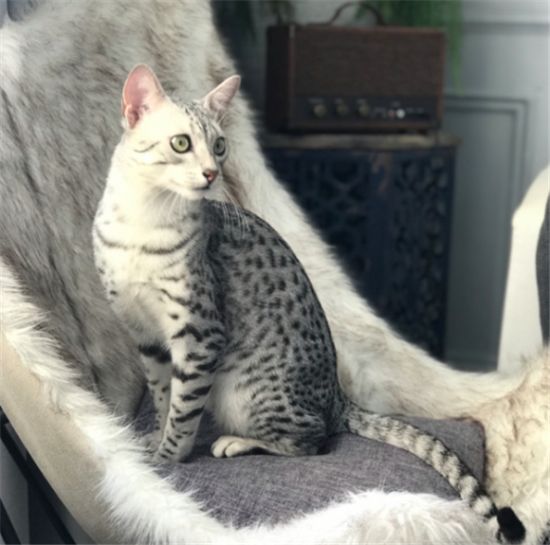 埃及猫怎么看品相