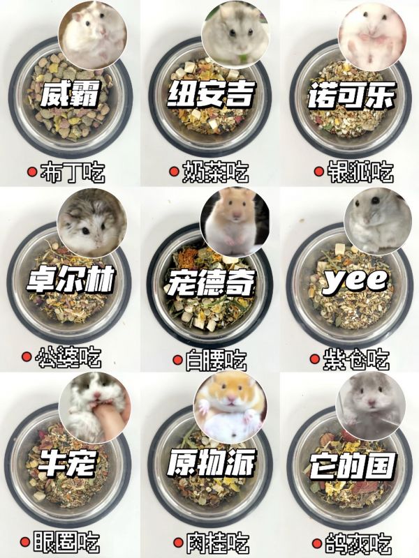 品种不同的营养仓鼠主粮怎么选？8秒教会你。#仓鼠粮 #仓鼠粮食 #金丝熊粮食