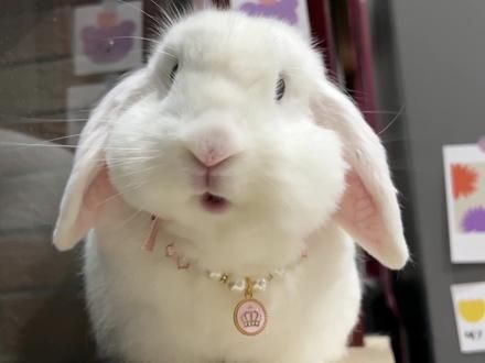#垂耳兔 #兔子的迷惑行为 #兔子 #小兔子吃东西 #兔兔