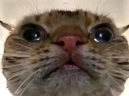 #被迫营业的猫猫 #奶凶奶凶的小老虎