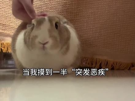 摸兔兔摸到一半停下会怎么样…… 会变成扁头兔子 #兔兔那么可爱 #兔子日常 #侏儒兔 #我的养宠日常 #养宠物的快乐就这么简单