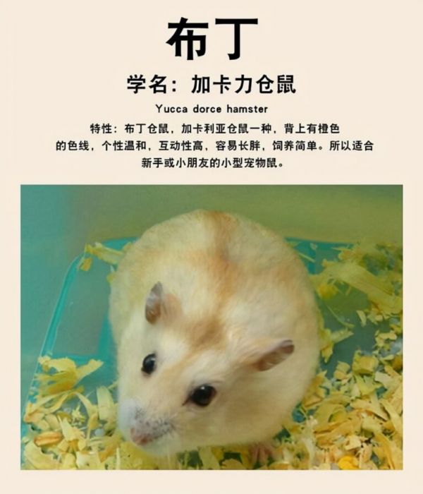 哪种仓鼠熊比较温顺呢?