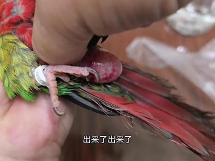 #创作灵感 推蛋的过程一定要留有余力，顺着力道想下推……而且不要用尽过大，防止蛋碎在体内#鹦鹉卡蛋 #鹦鹉卡蛋怎么办 #鹦鹉小白 #手养鹦鹉