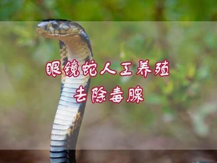 人工养殖眼镜蛇，为降低危险系数…… #眼镜蛇 #眼镜王蛇 #眼镜蛇毒 #蛇类科普 #烟台蛇博园