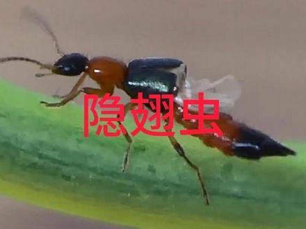 如果碰到这种虫，一定要远离他。 #科普一下 #隐翅虫 #隐翅虫咬了后的症状图片