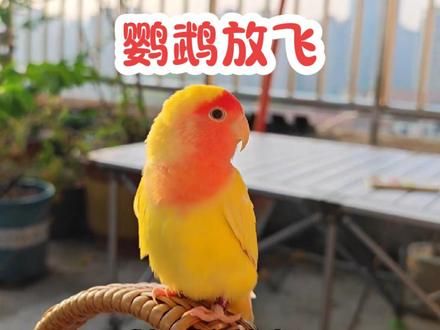 牡丹鹦鹉放飞#鹦鹉 #鹦鹉放飞 #牡丹鹦鹉 #萌宠