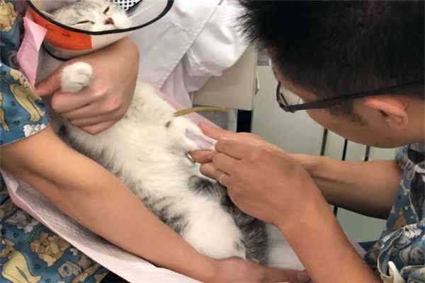 宠物会所负责