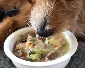 狗狗月子餐的做法 步骤13