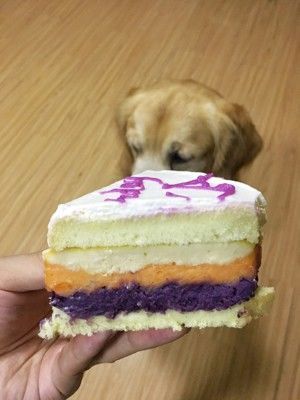 宠物狗狗蛋糕的做法步骤 第7步