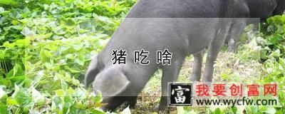 猪吃啥