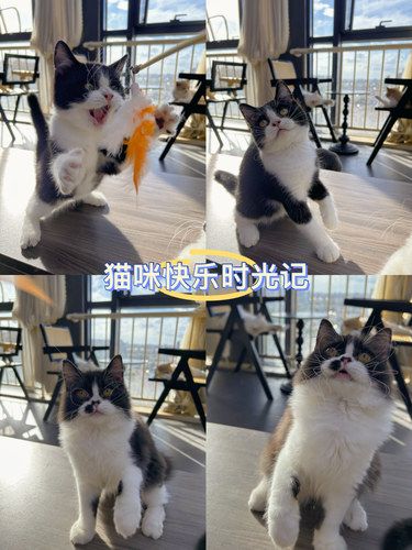 什么！？这家猫咖居然有奶牛猫了？