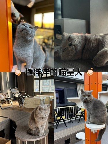 猫猫的营业日记——土豆