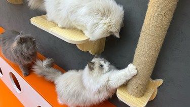 放松喵，心情也融化