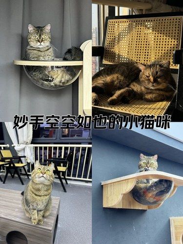 猫猫的营业日记——胖西西