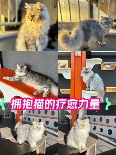 猫猫的营业日记——妹妹