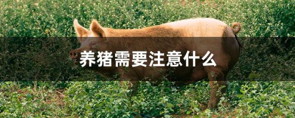 养猪需要注意什么