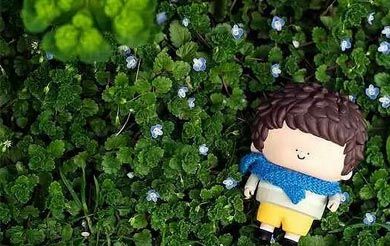 竹子多少年开一次花