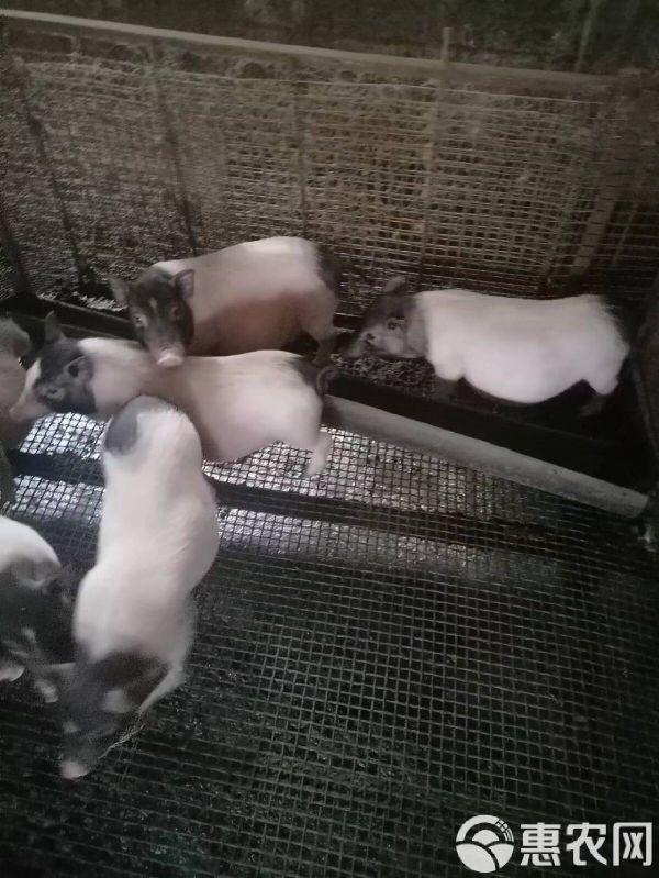 巴马香猪苗价格种苗多少钱一只宠物猪广西香猪幼崽出售送养殖技术