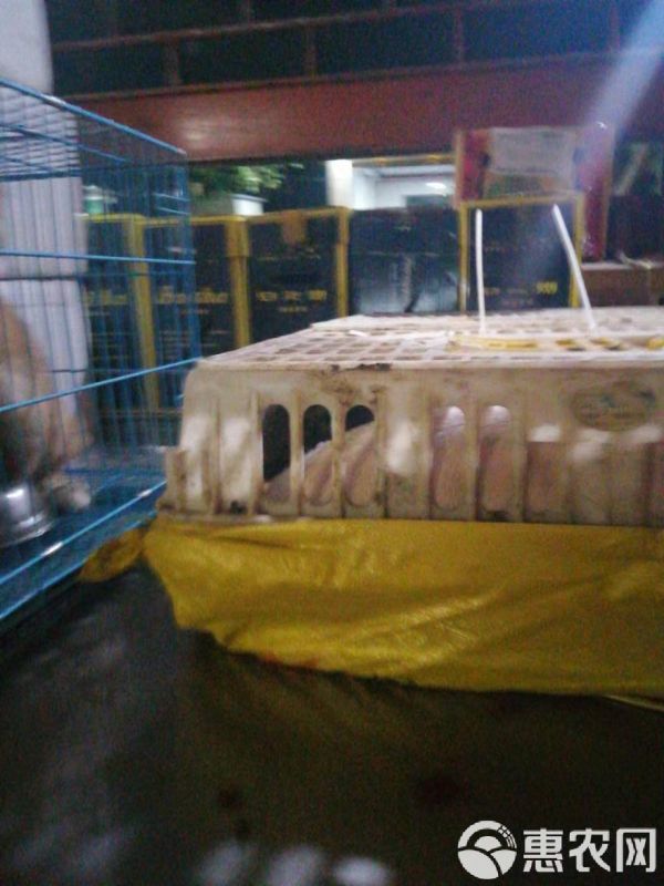 巴马香猪苗价格种苗多少钱一只宠物猪广西香猪幼崽出售送养殖技术
