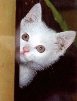 如何拍摄可爱的猫咪1