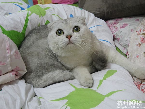 初学者入门，折耳猫的饮食知多少（米饭麻麻的经验分享）