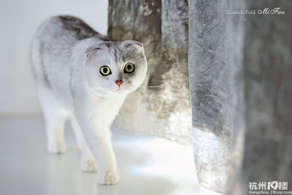 初学者入门，折耳猫的饮食知多少（米饭麻麻的经验分享）