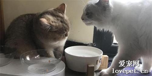 护食的猫咪会有哪些行为?