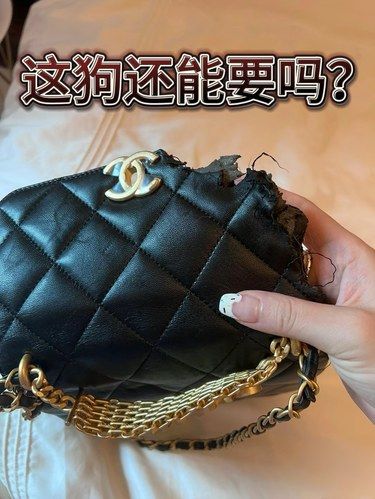 它终于咬坏了是它身价十倍的包…