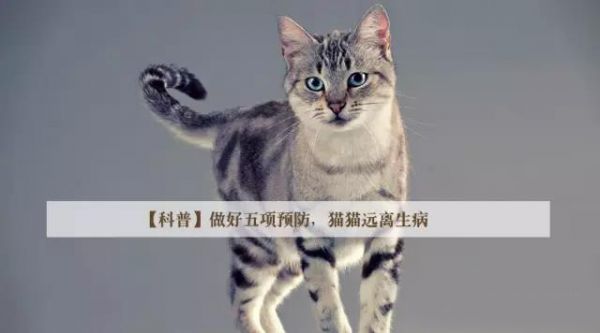 做好五项预防，猫猫远离生病