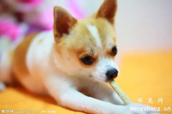 一般吉娃娃的配种价格行情是在什么范围呢?