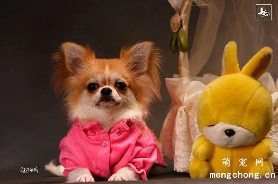 吉娃娃犬生产前有什么征兆？