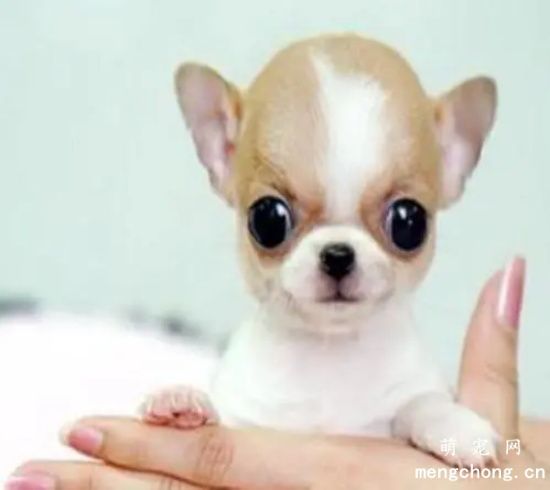 吉娃娃犬繁育时注意些啥