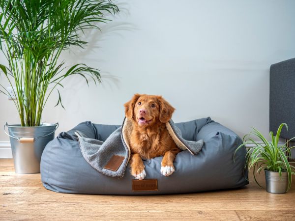 a lovely orange dog sleeping in a blue sofa