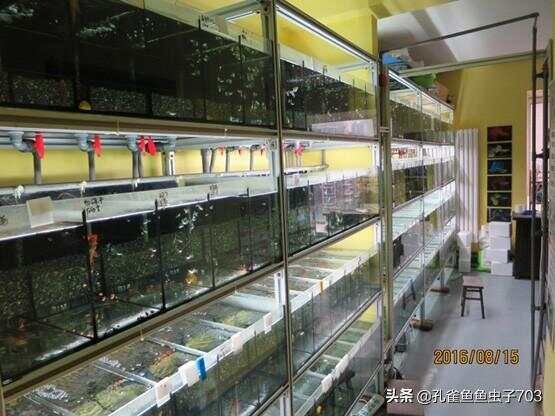 孔雀鱼的水质管控，是一个必须处理好的问题，没有商量和妥协