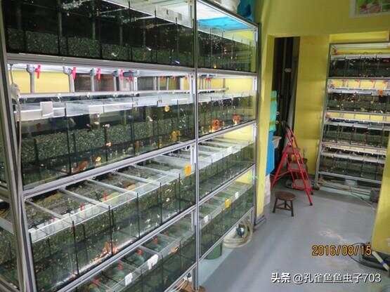 孔雀鱼的水质管控，是一个必须处理好的问题，没有商量和妥协