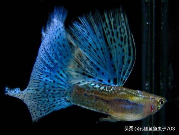 孔雀鱼的水质管控，是一个必须处理好的问题，没有商量和妥协