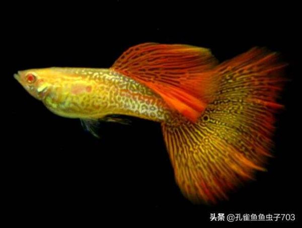 孔雀鱼的水质管控，是一个必须处理好的问题，没有商量和妥协